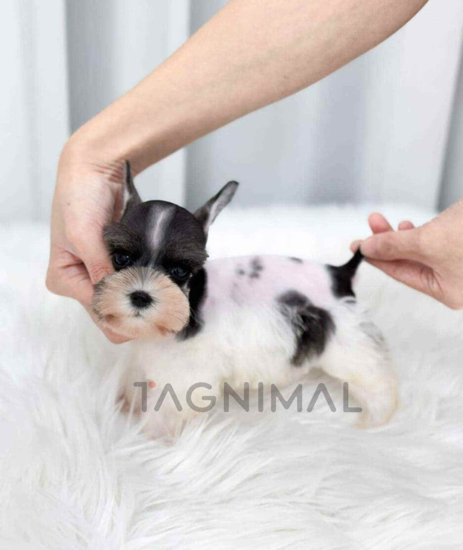 Schnauzer puppy for sale, dog for sale at Tagnimal