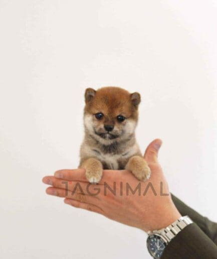 Shiba puppy for sale, dog for sale at Tagnimal