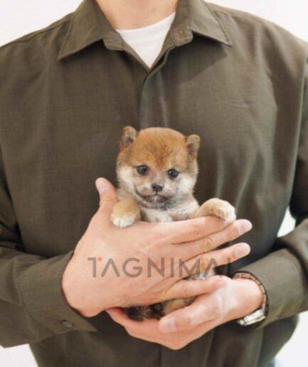 Shiba puppy for sale, dog for sale at Tagnimal