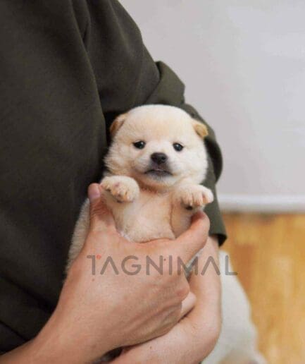 Shiba puppy for sale, dog for sale at Tagnimal