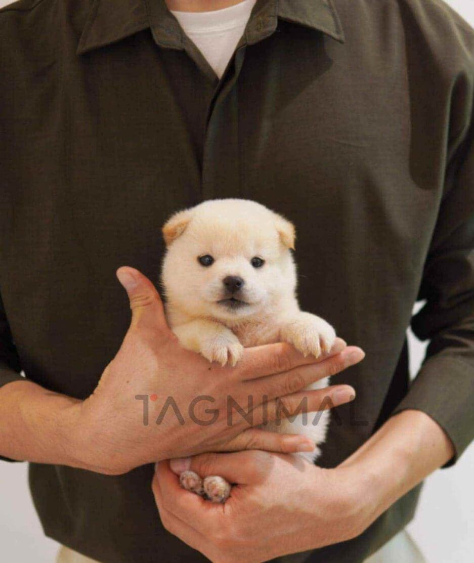 Shiba puppy for sale, dog for sale at Tagnimal