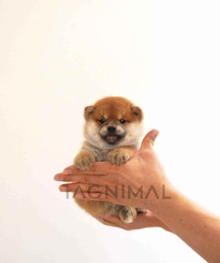 Shiba puppy for sale, dog for sale at Tagnimal