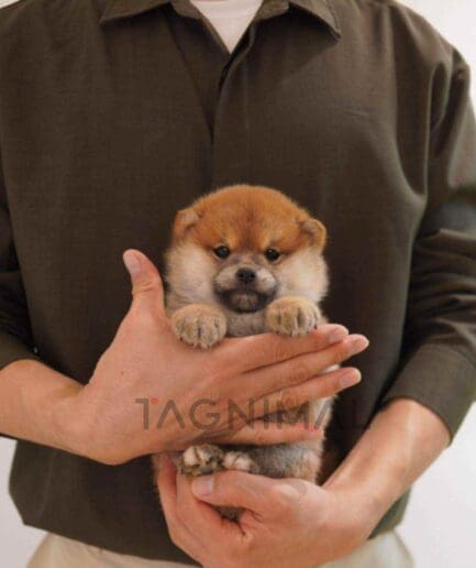 Shiba puppy for sale, dog for sale at Tagnimal