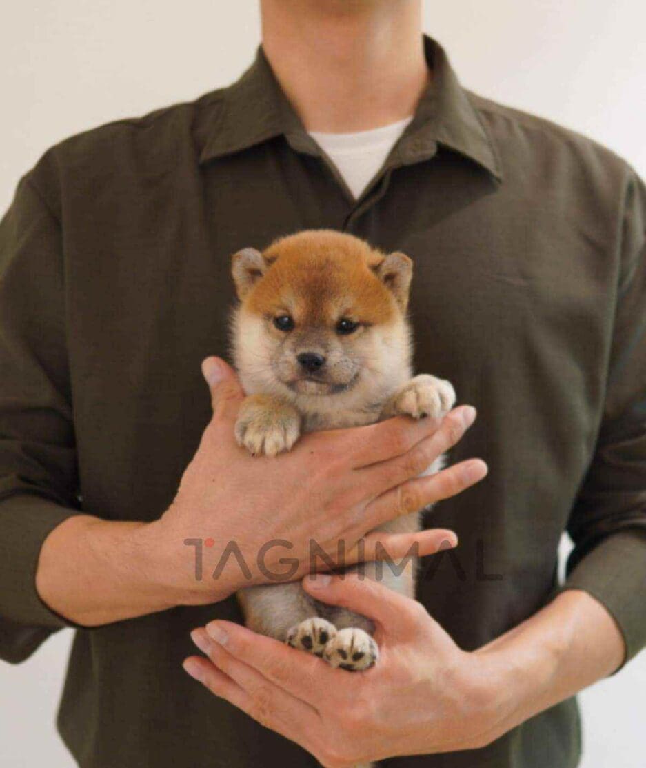 Shiba puppy for sale, dog for sale at Tagnimal