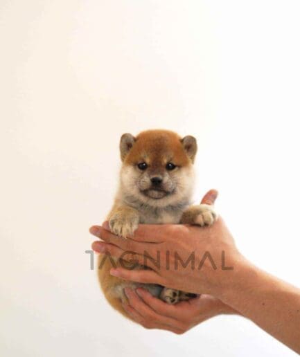 Shiba puppy for sale, dog for sale at Tagnimal