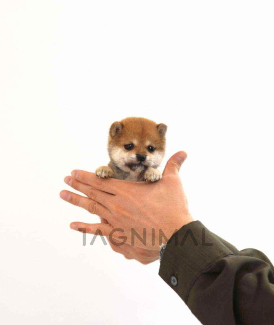 Shiba puppy for sale, dog for sale at Tagnimal