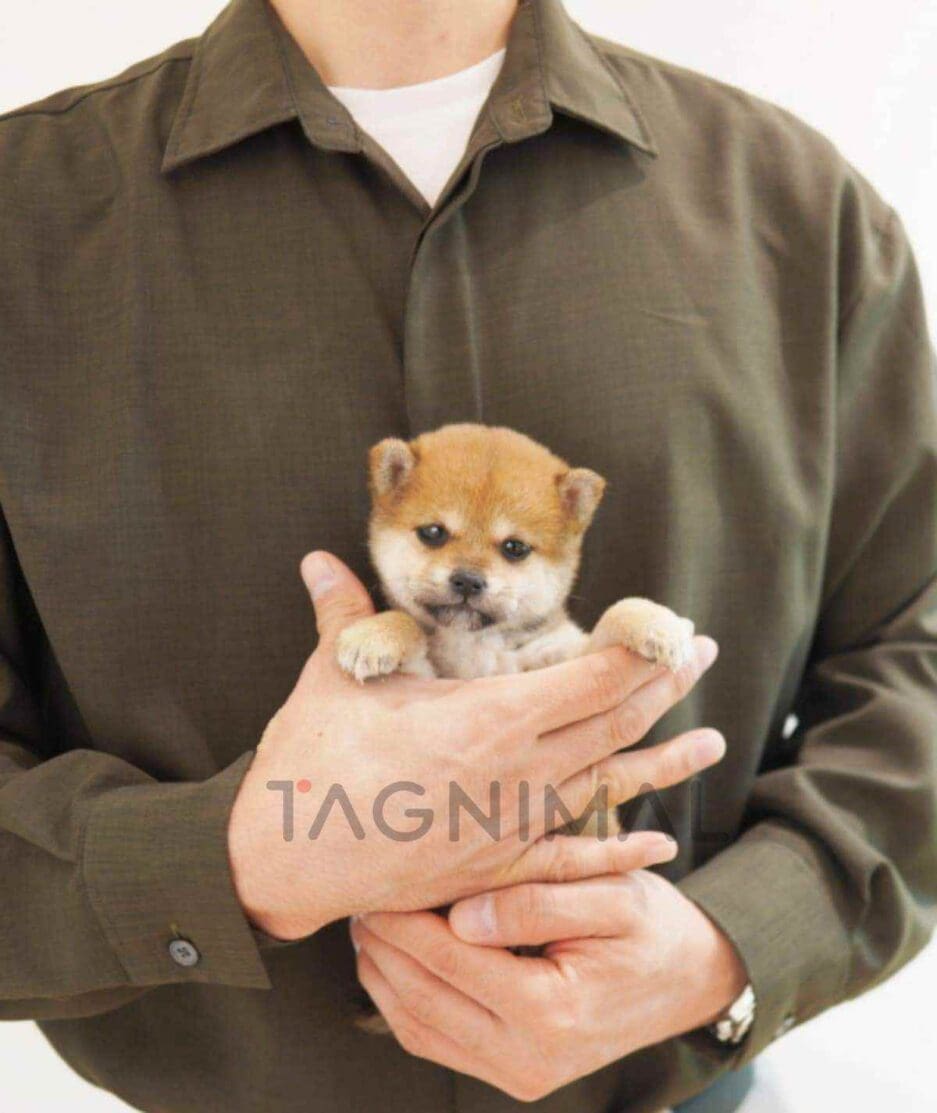 Shiba puppy for sale, dog for sale at Tagnimal