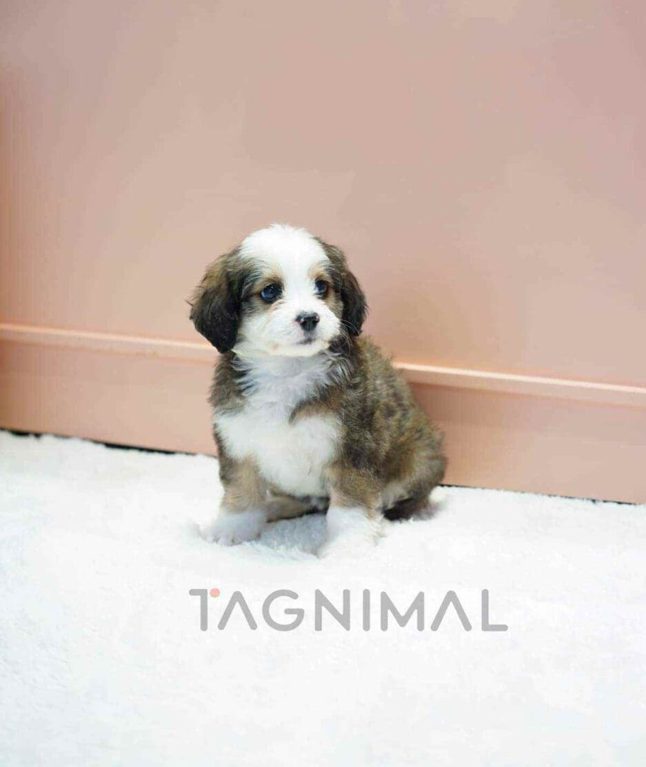 Bernedoodle puppy for sale, dog for sale at Tagnimal