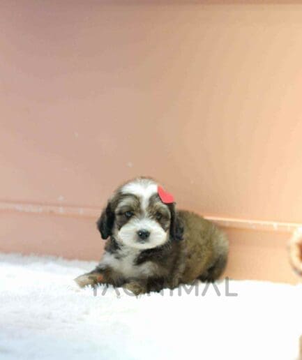 Bernedoodle puppy for sale, dog for sale at Tagnimal