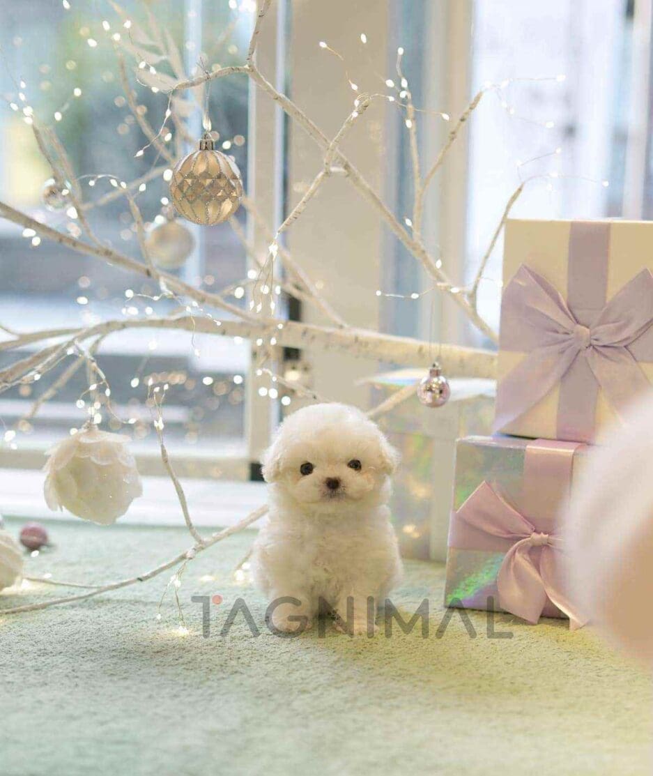 Bichon puppy for sale, dog for sale at Tagnimal