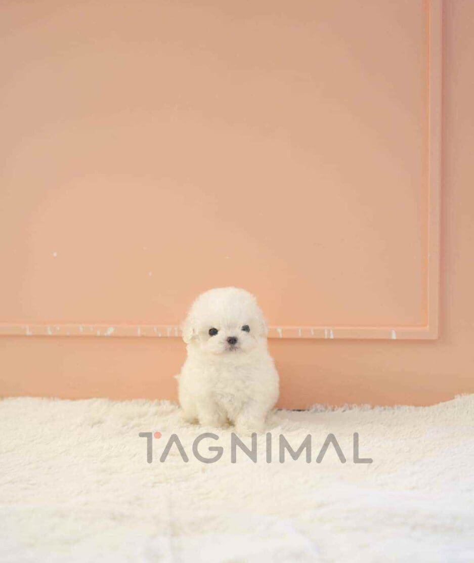 Bichon puppy for sale, dog for sale at Tagnimal