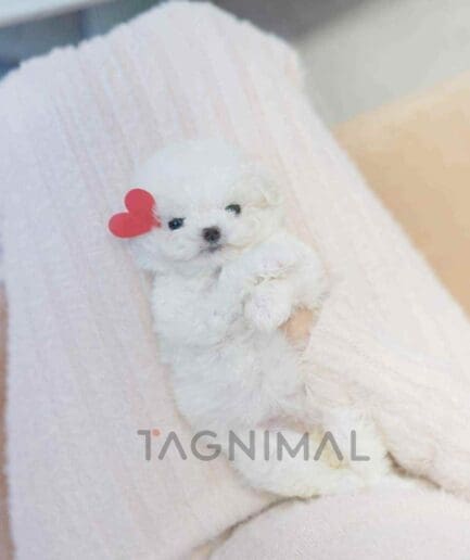 Bichon puppy for sale, dog for sale at Tagnimal