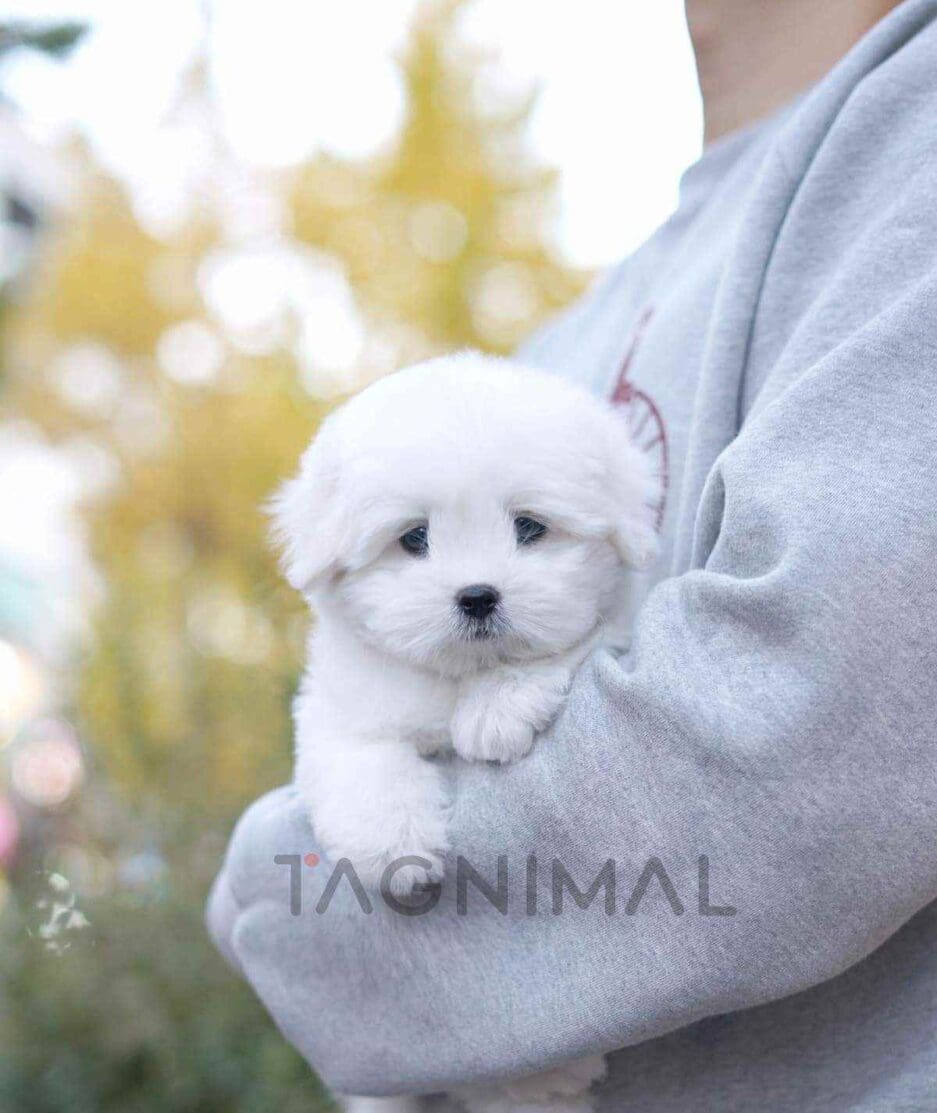 Coton de Tulear puppy for sale, dog for sale at Tagnimal