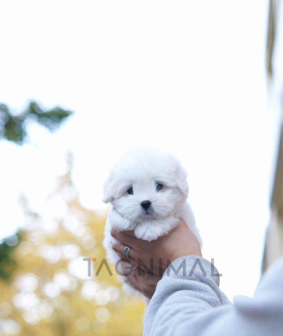 Coton de Tulear puppy for sale, dog for sale at Tagnimal