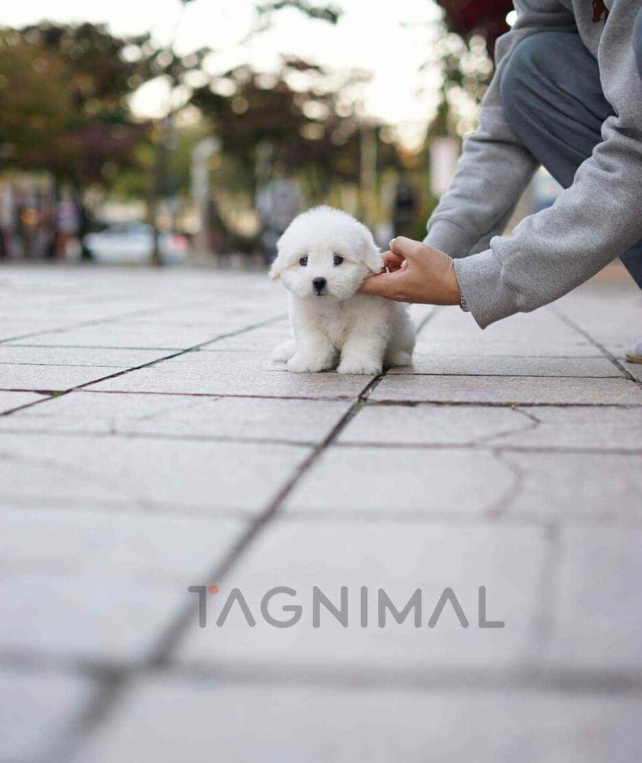 Coton de Tulear puppy for sale, dog for sale at Tagnimal