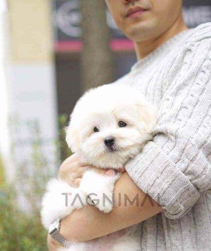 Coton de Tulear puppy for sale, dog for sale at Tagnimal