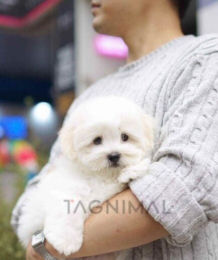 Coton de Tulear puppy for sale, dog for sale at Tagnimal