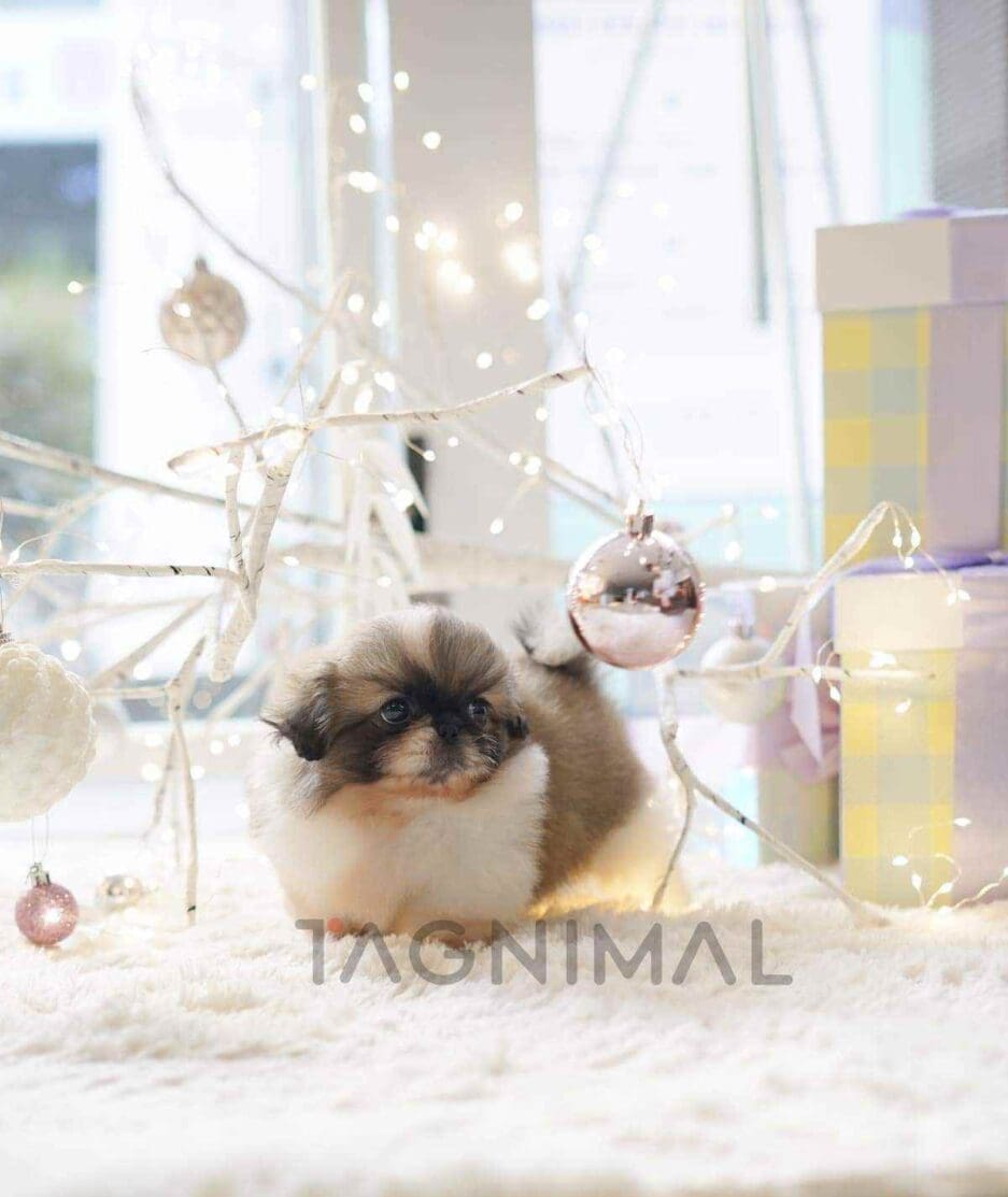 Pekinese puppy for sale, dog for sale at Tagnimal