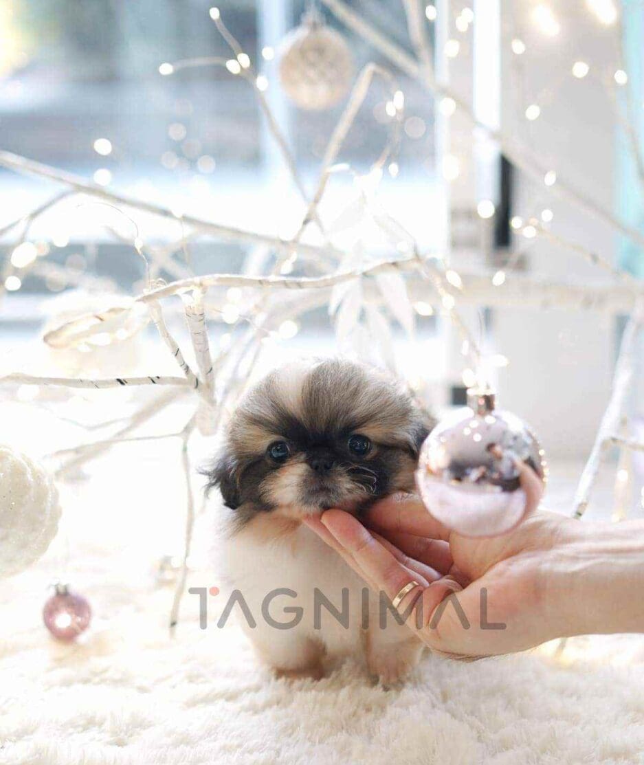 Pekinese puppy for sale, dog for sale at Tagnimal