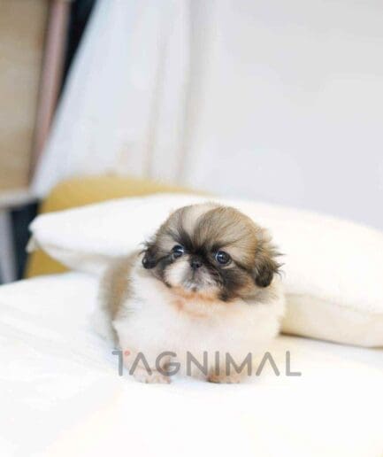 Pekinese puppy for sale, dog for sale at Tagnimal