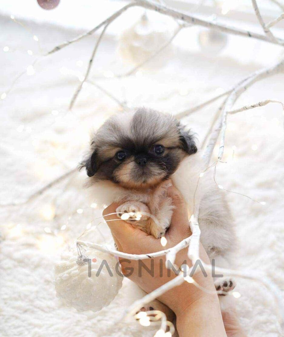 Pekinese puppy for sale, dog for sale at Tagnimal