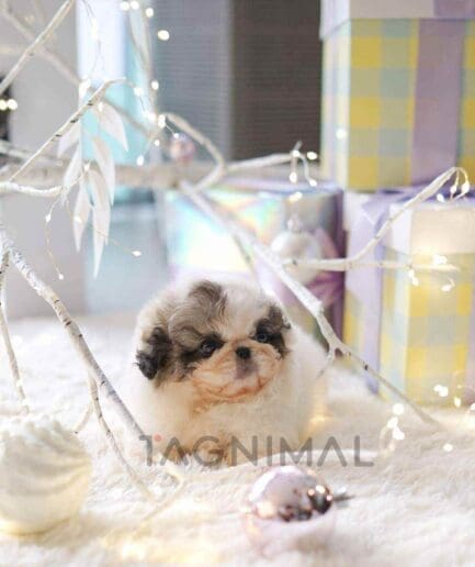 Pekinese puppy for sale, dog for sale at Tagnimal