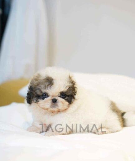 Pekinese puppy for sale, dog for sale at Tagnimal