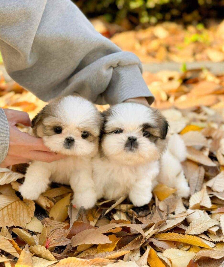 Pekingese puppy for sale, dog for sale at Tagnimal