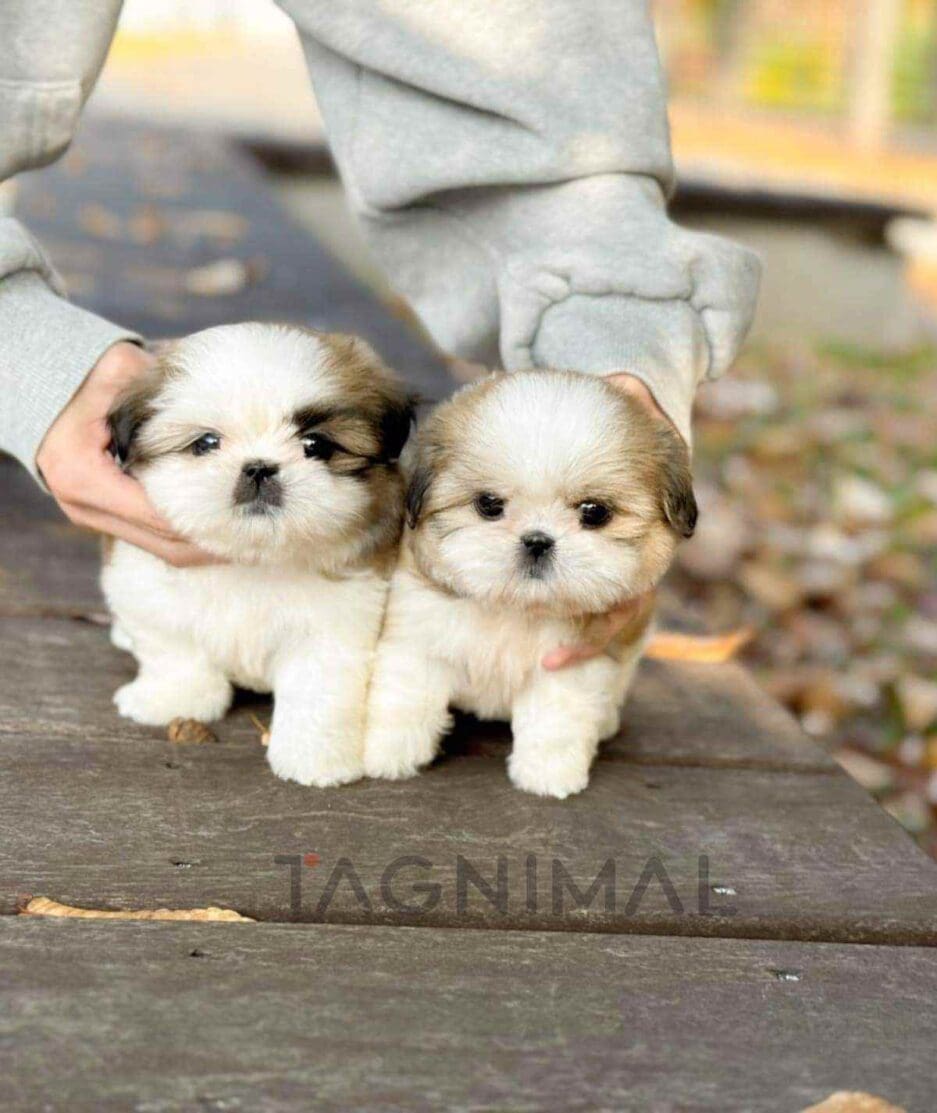 Pekingese puppy for sale, dog for sale at Tagnimal