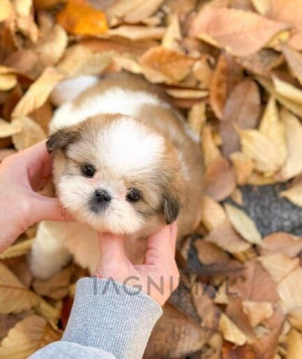 Pekingese puppy for sale, dog for sale at Tagnimal