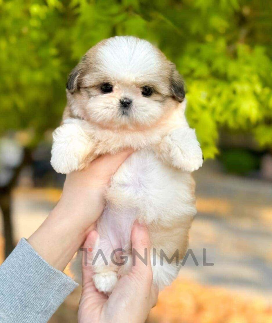 Pekingese puppy for sale, dog for sale at Tagnimal