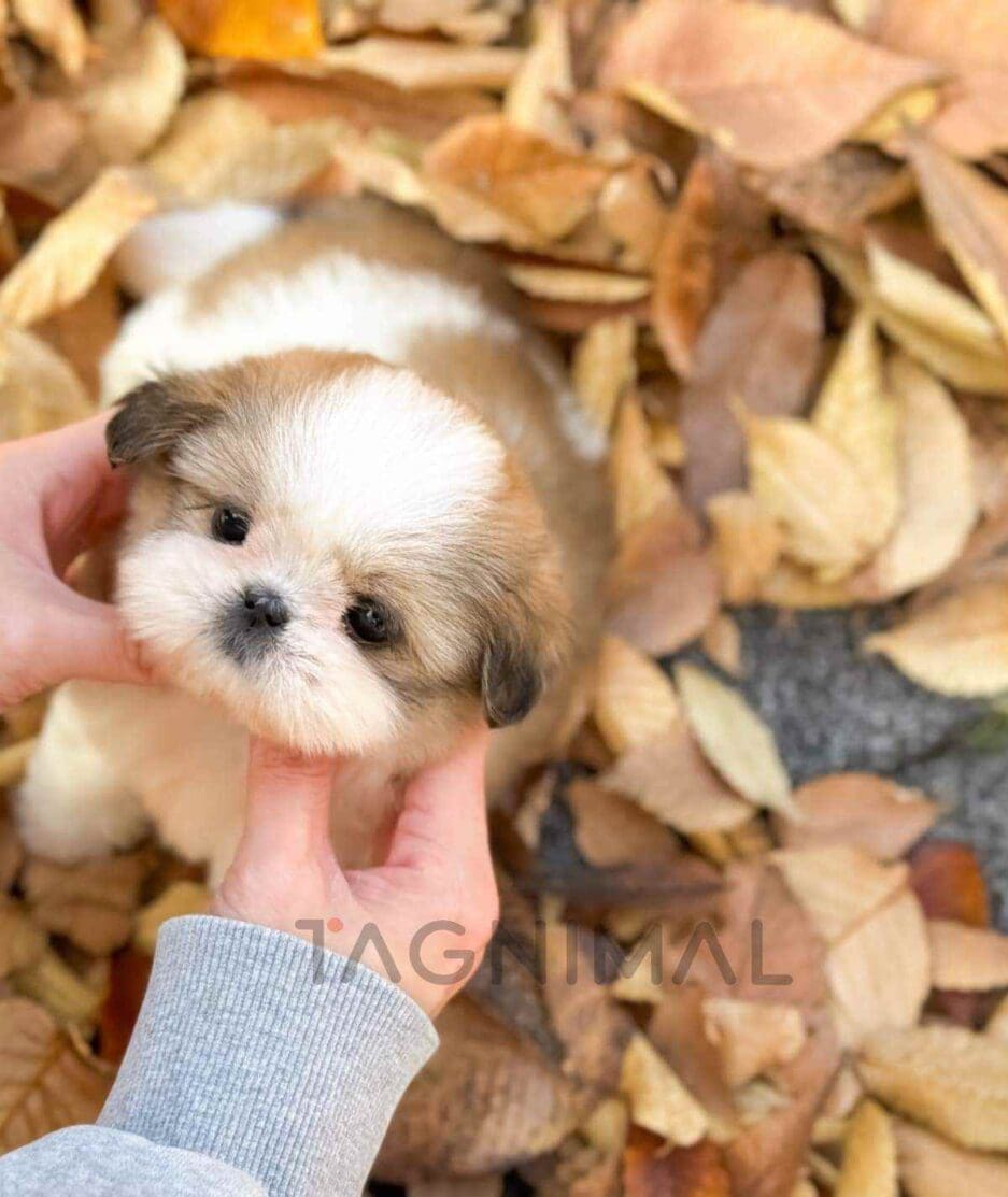 Pekingese puppy for sale, dog for sale at Tagnimal