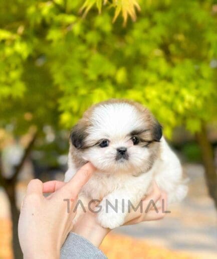 Pekingese puppy for sale, dog for sale at Tagnimal