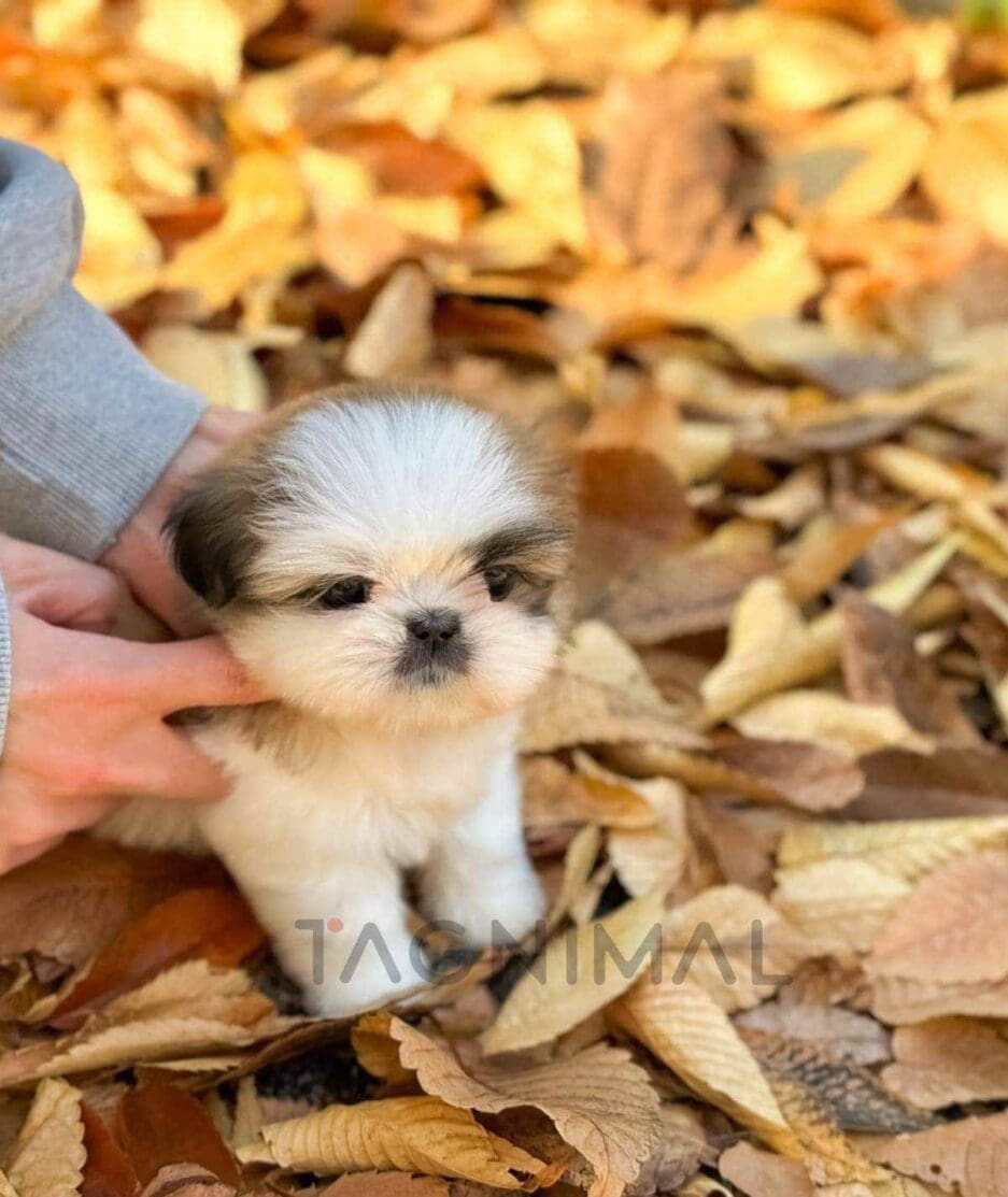 Pekingese puppy for sale, dog for sale at Tagnimal