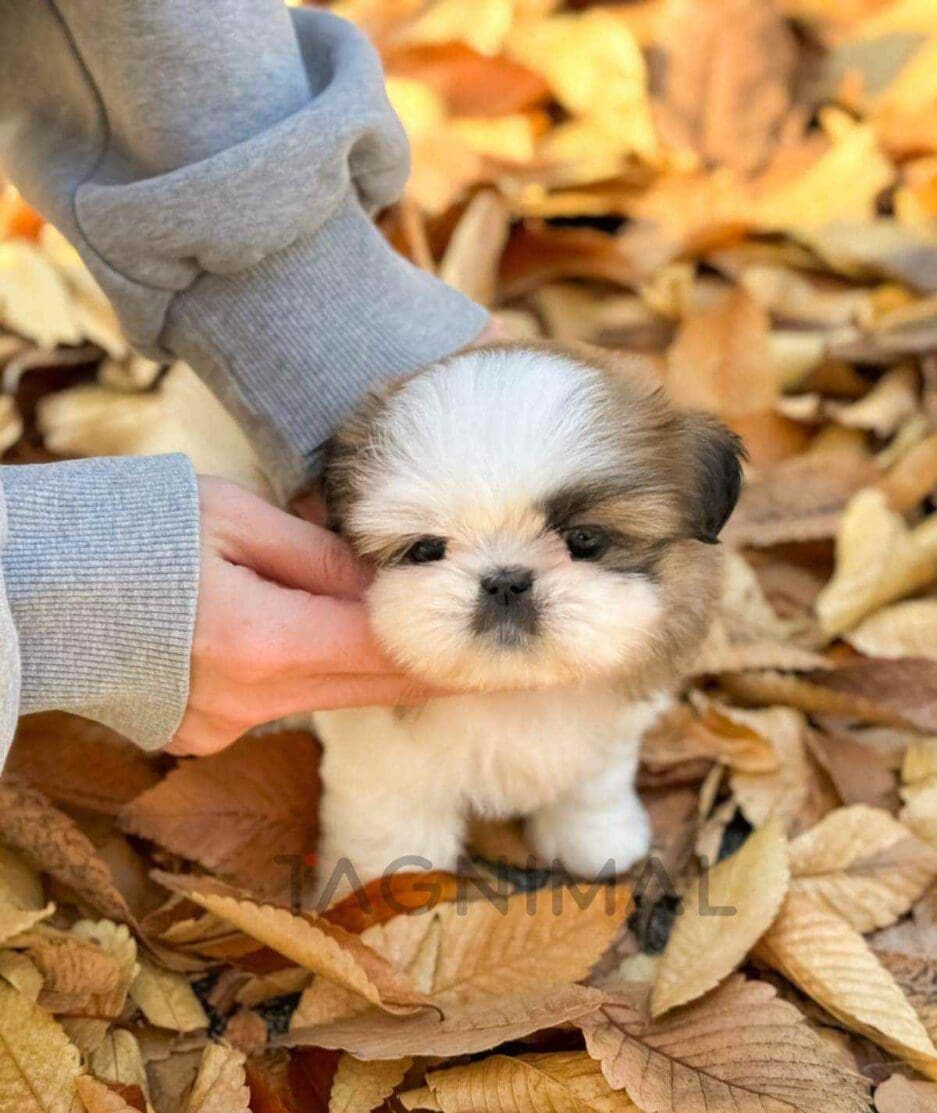 Pekingese puppy for sale, dog for sale at Tagnimal