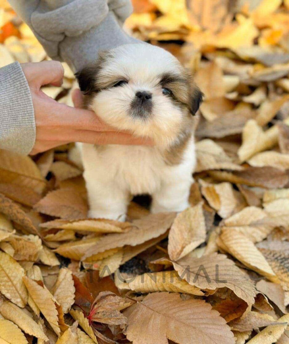 Pekingese puppy for sale, dog for sale at Tagnimal