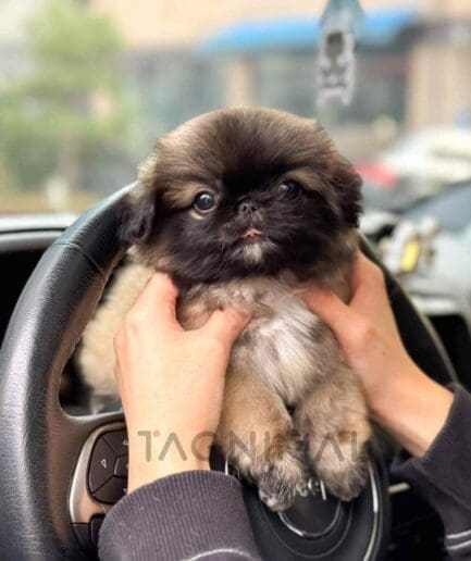 Pekingese puppy for sale, dog for sale at Tagnimal