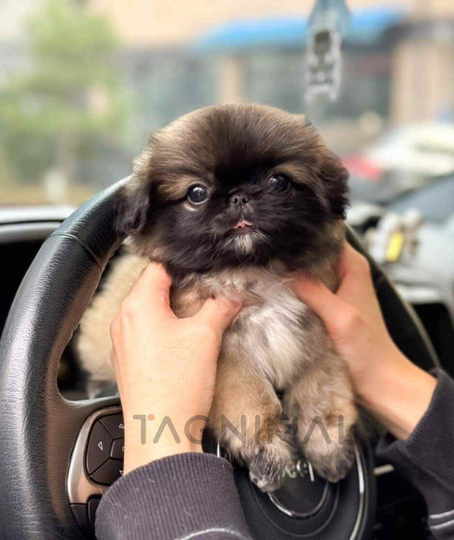 Pekingese puppy for sale, dog for sale at Tagnimal