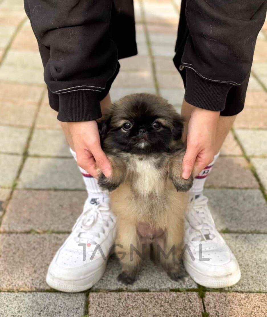 Pekingese puppy for sale, dog for sale at Tagnimal