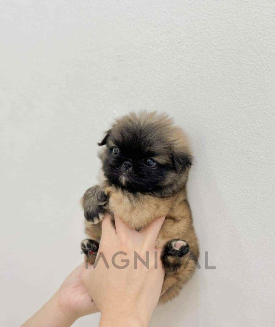 Pekingese puppy for sale, dog for sale at Tagnimal