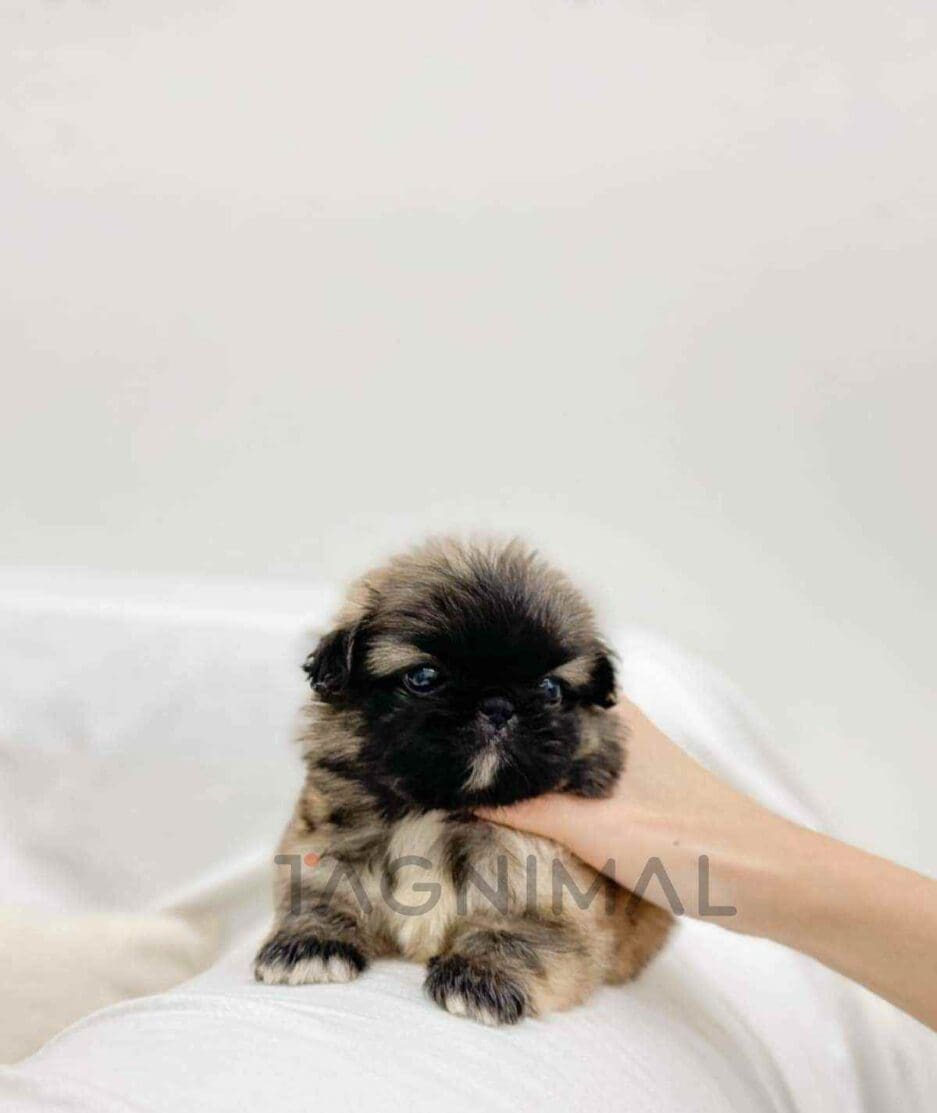 Pekingese puppy for sale, dog for sale at Tagnimal