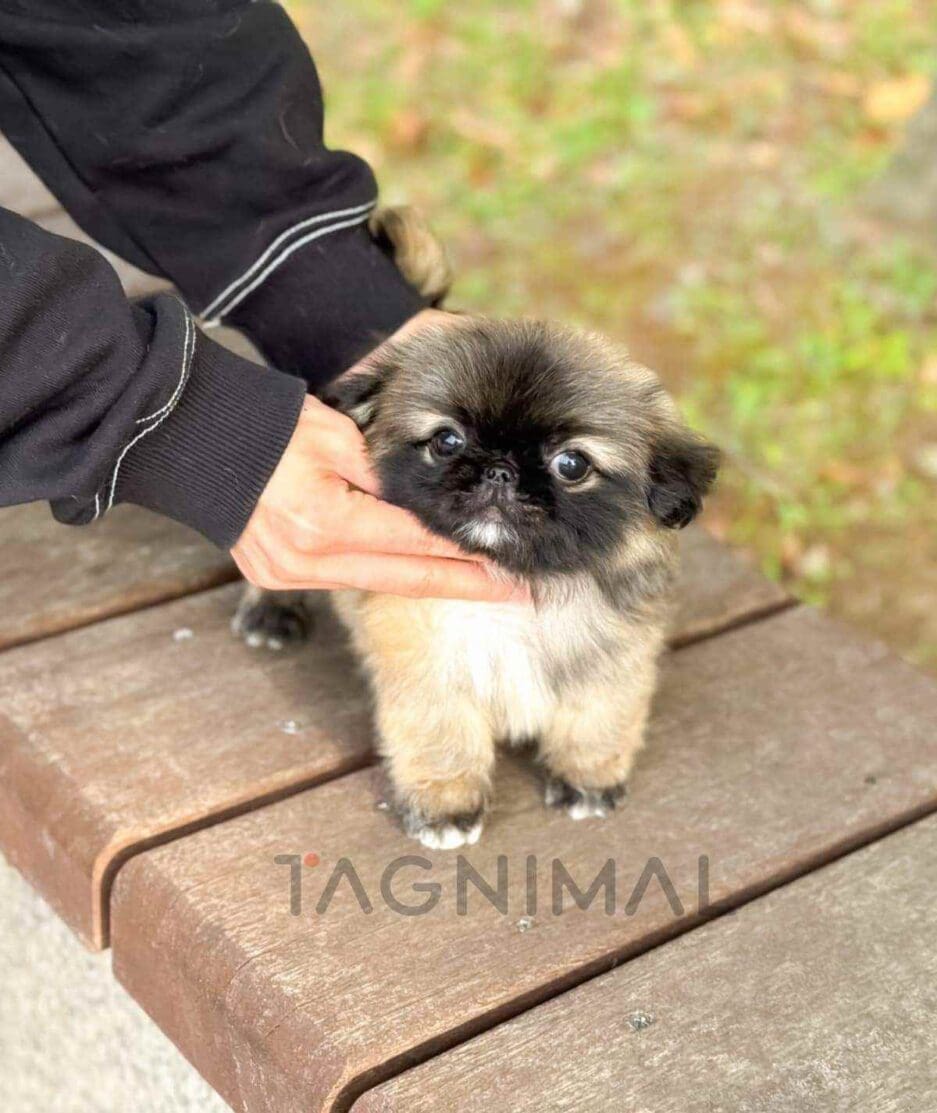 Pekingese puppy for sale, dog for sale at Tagnimal