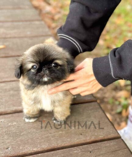 Pekingese puppy for sale, dog for sale at Tagnimal