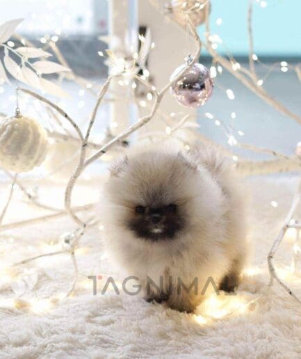 Pomeranian puppy for sale, dog for sale at Tagnimal