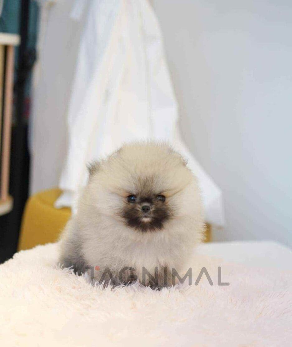 Pomeranian puppy for sale, dog for sale at Tagnimal