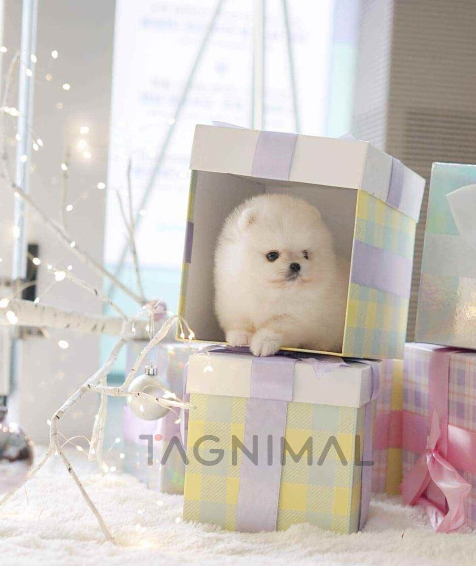 Pomeranian puppy for sale, dog for sale at Tagnimal