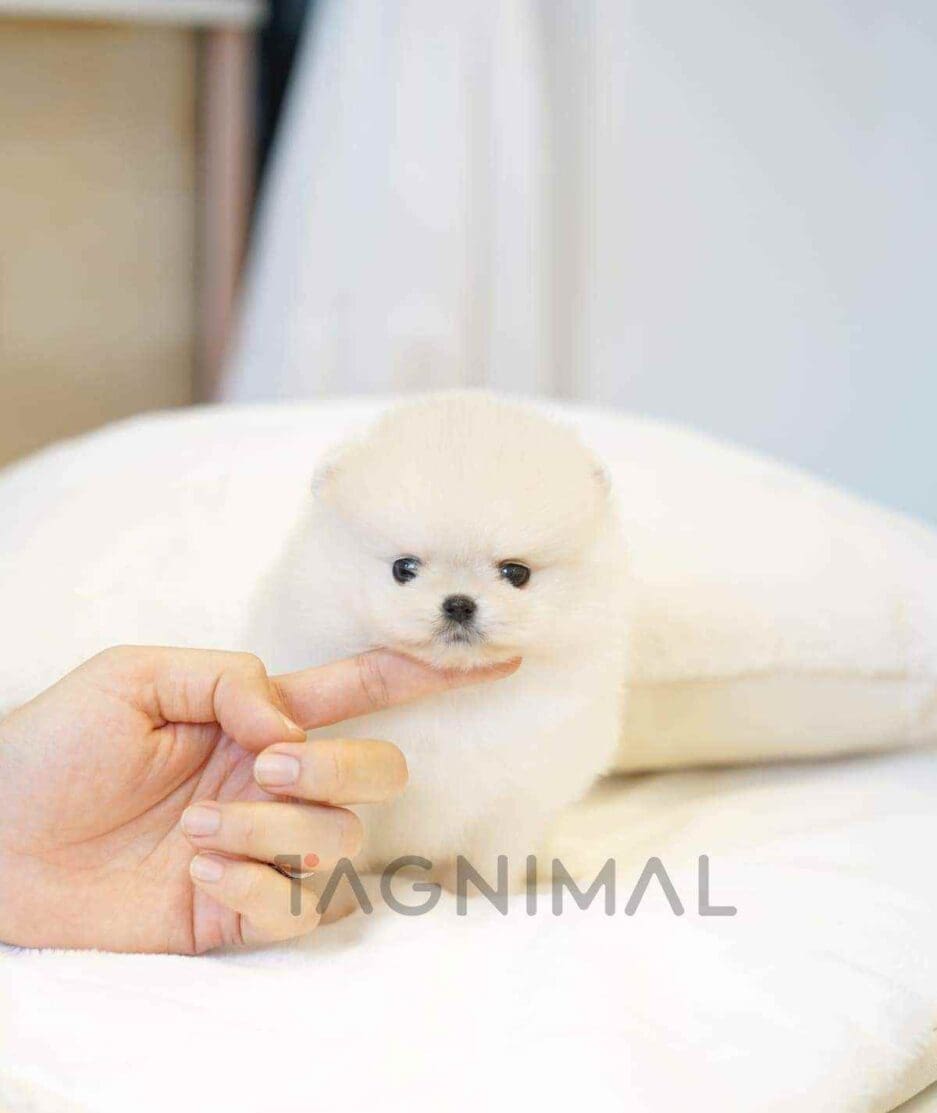 Pomeranian puppy for sale, dog for sale at Tagnimal