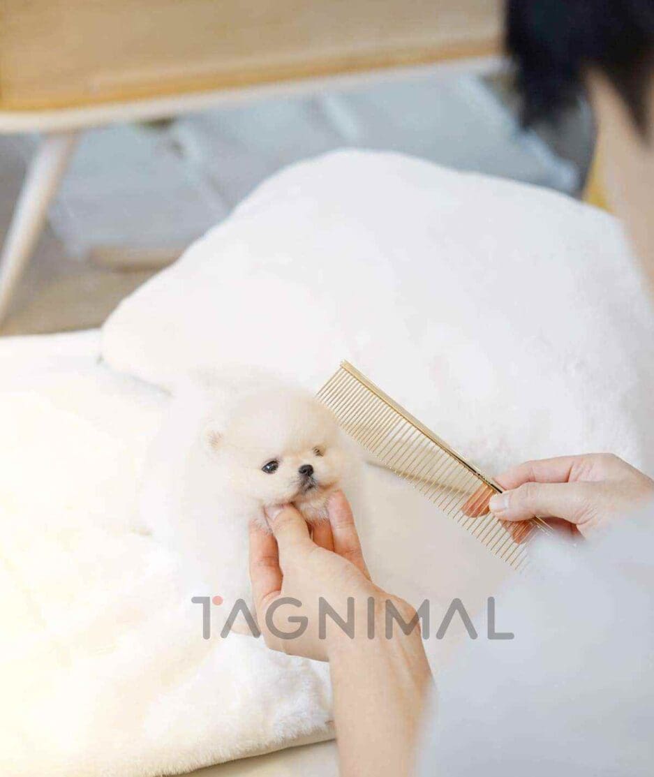 Pomeranian puppy for sale, dog for sale at Tagnimal