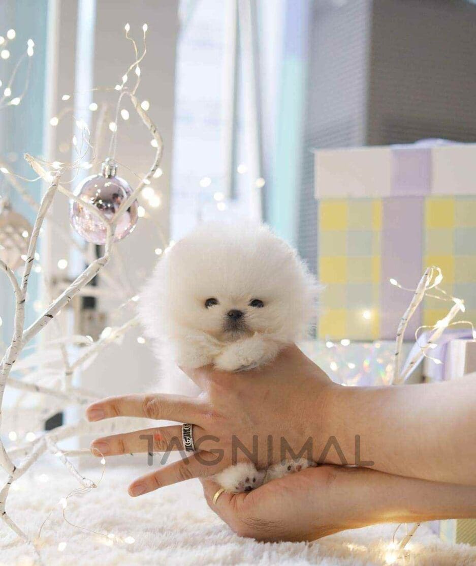 Pomeranian puppy for sale, dog for sale at Tagnimal