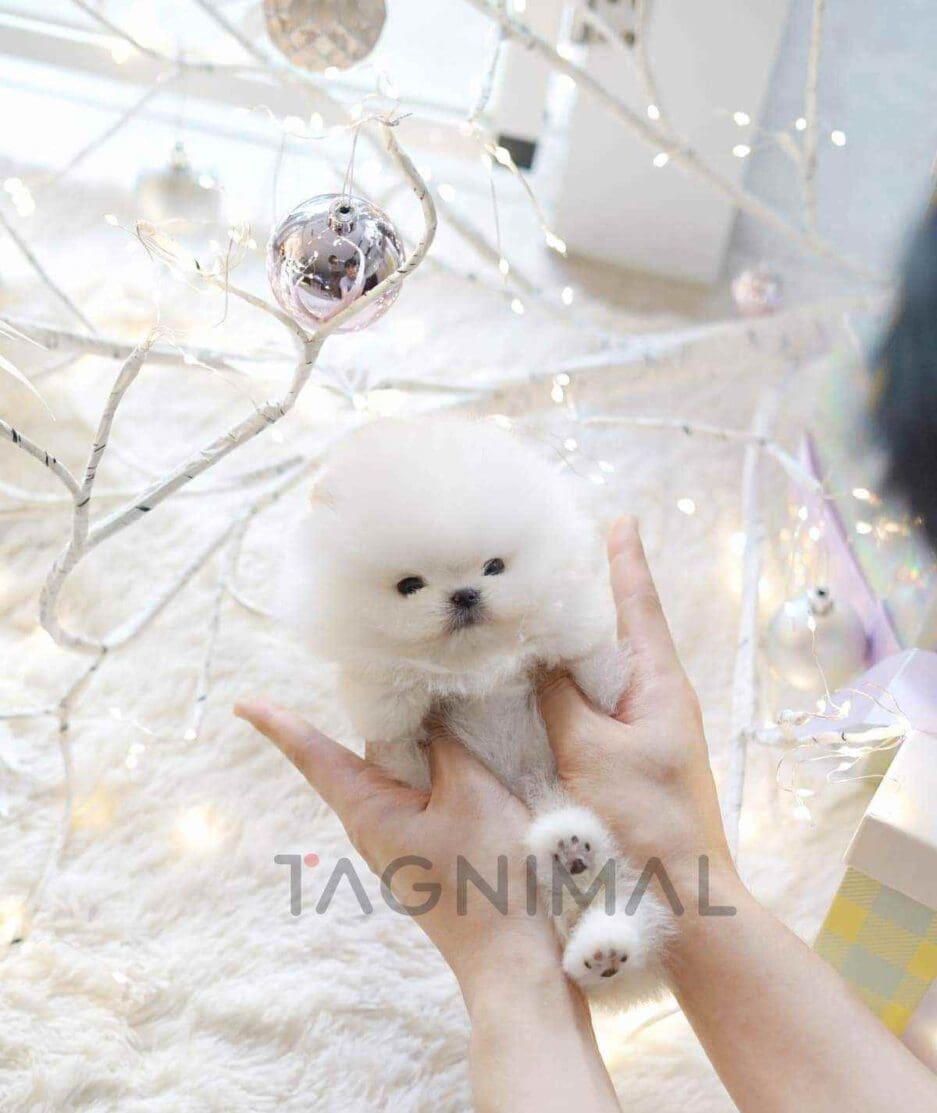 Pomeranian puppy for sale, dog for sale at Tagnimal